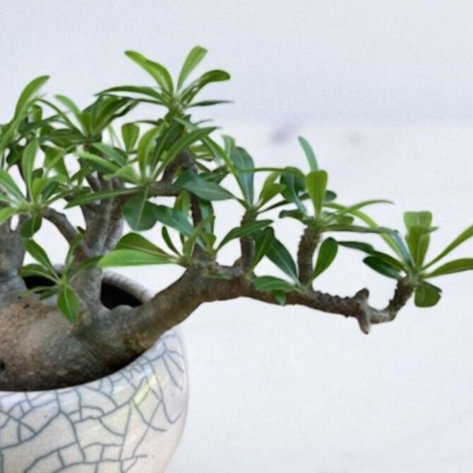 塊根植物 ブレビカリックス｜商品一覧｜日比谷花壇｜日比谷公園本店