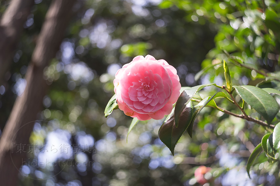 なぜこんなに写る？隠れた名玉 Smena-8M用レンズ Triplet-43 (T-43