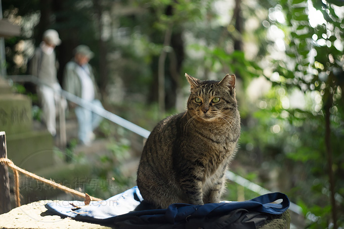 このゴツい外観のHelios 44-2は何者だ？MMZの後期ヘリオス F2.0 58mm