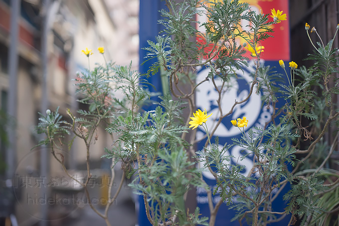 ロシアンレンズは手頃なオールドレンズの宝庫 Industar 61 L/D 53mm F2