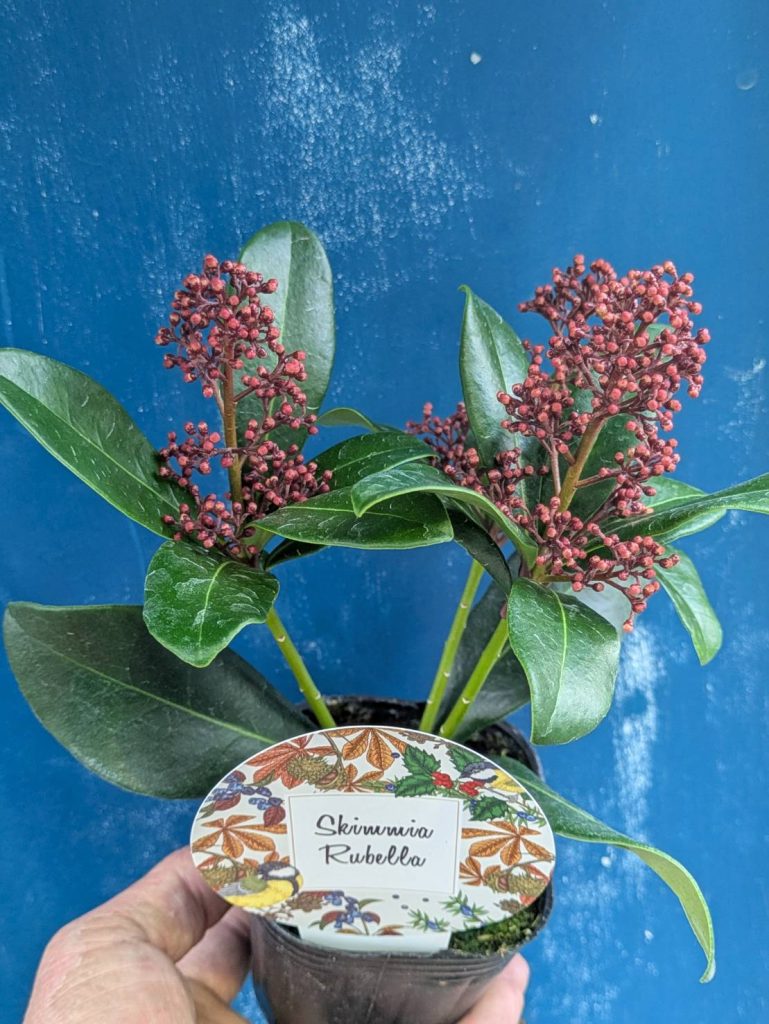 2025.10.11(土)秋の人気植物続々入荷中！！ | くらしに花、心に華