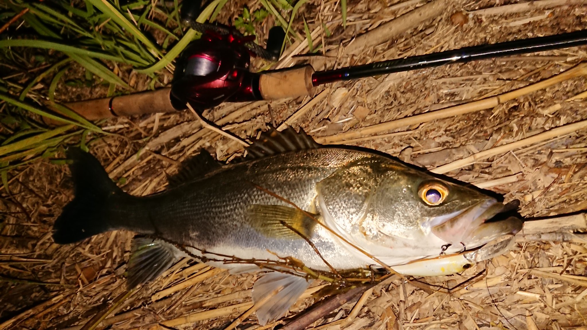 インプレ】スコーピオン1631FF-2 | ひたれんのブログ