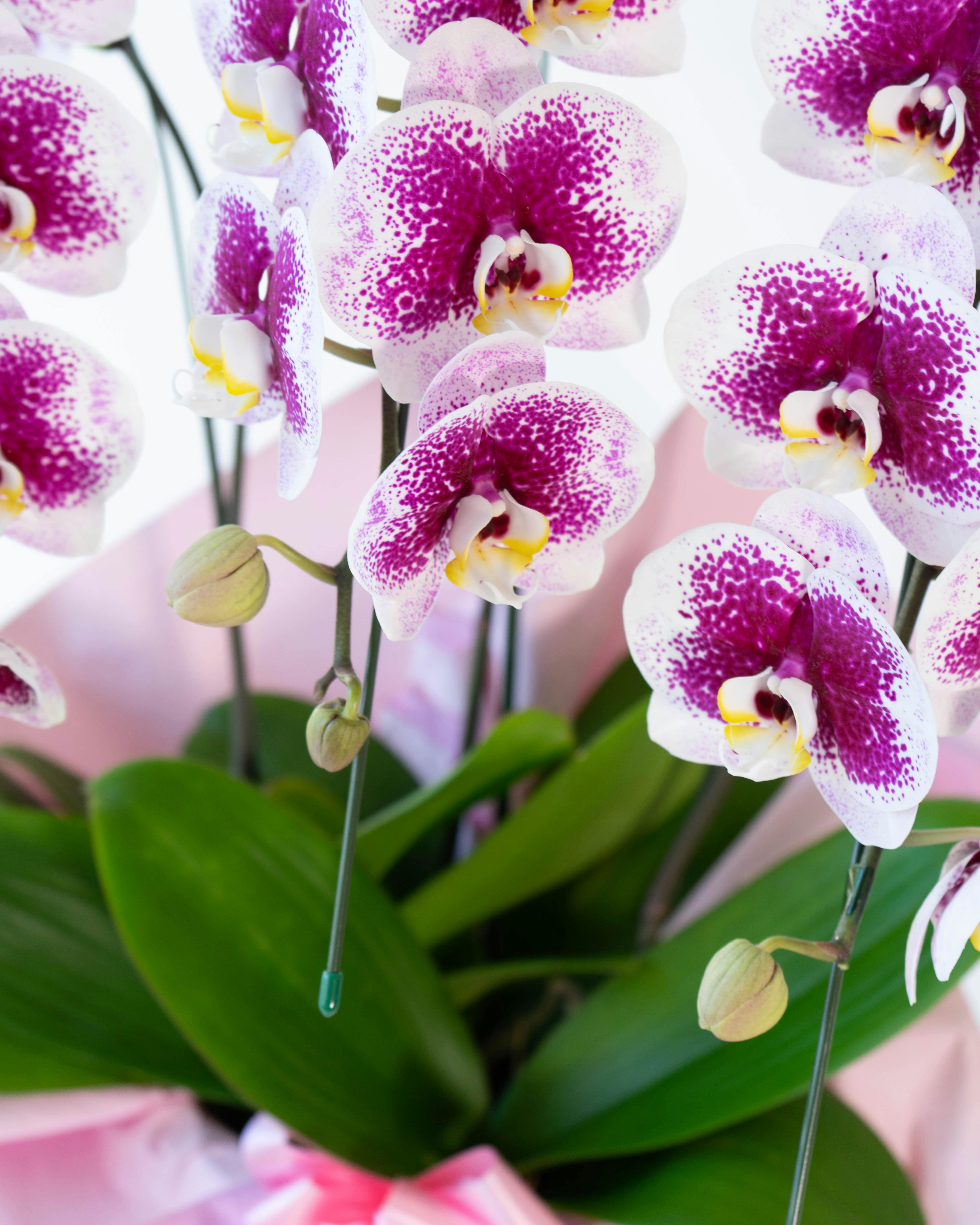 胡蝶蘭中大輪 ピンク 雅 -MIYABI- 3本立ち | 胡蝶蘭ならHitoHana(ひとはな)