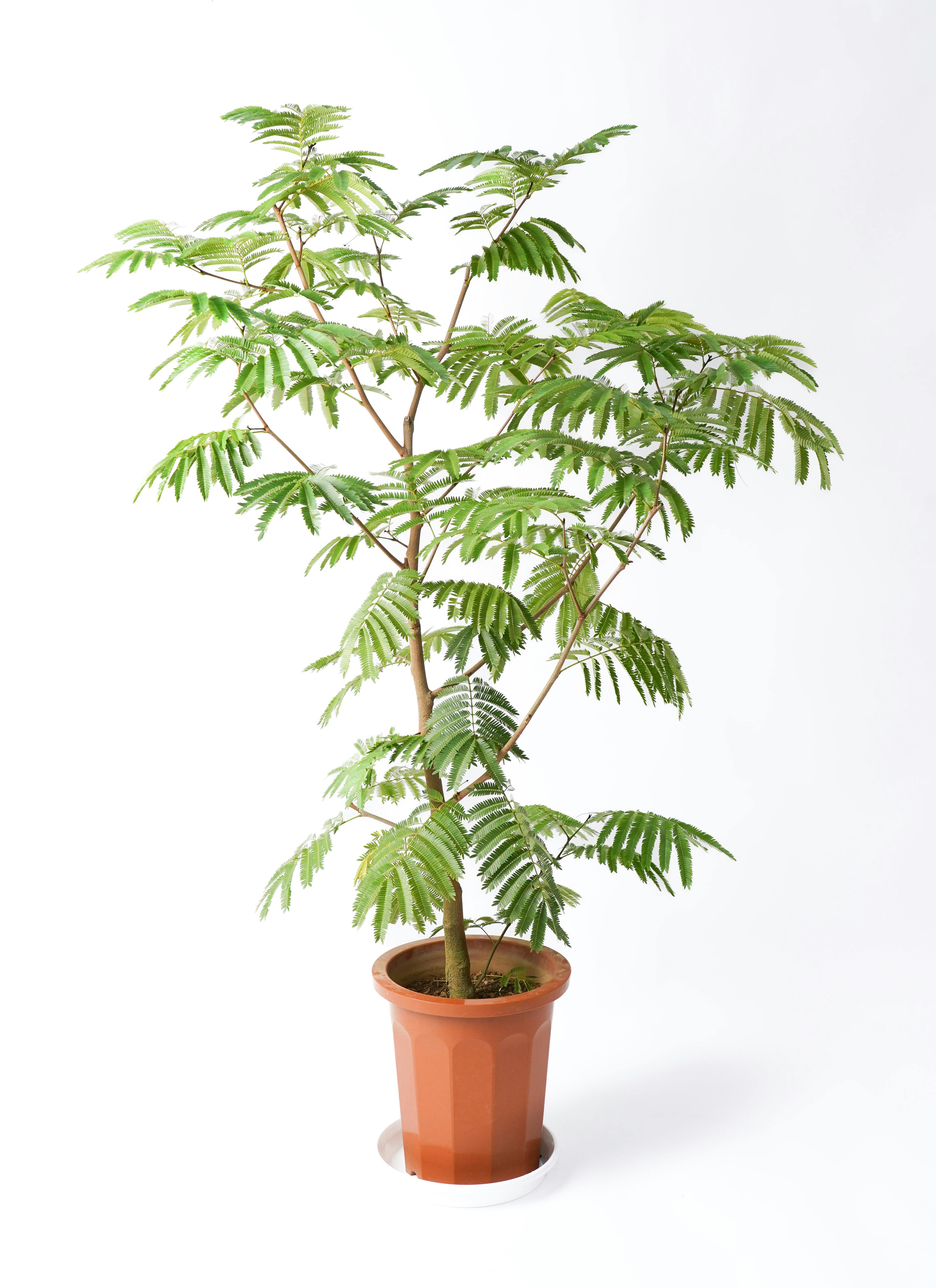 エバーフレッシュ 大型 | 観葉植物通販HitoHana(ひとはな)