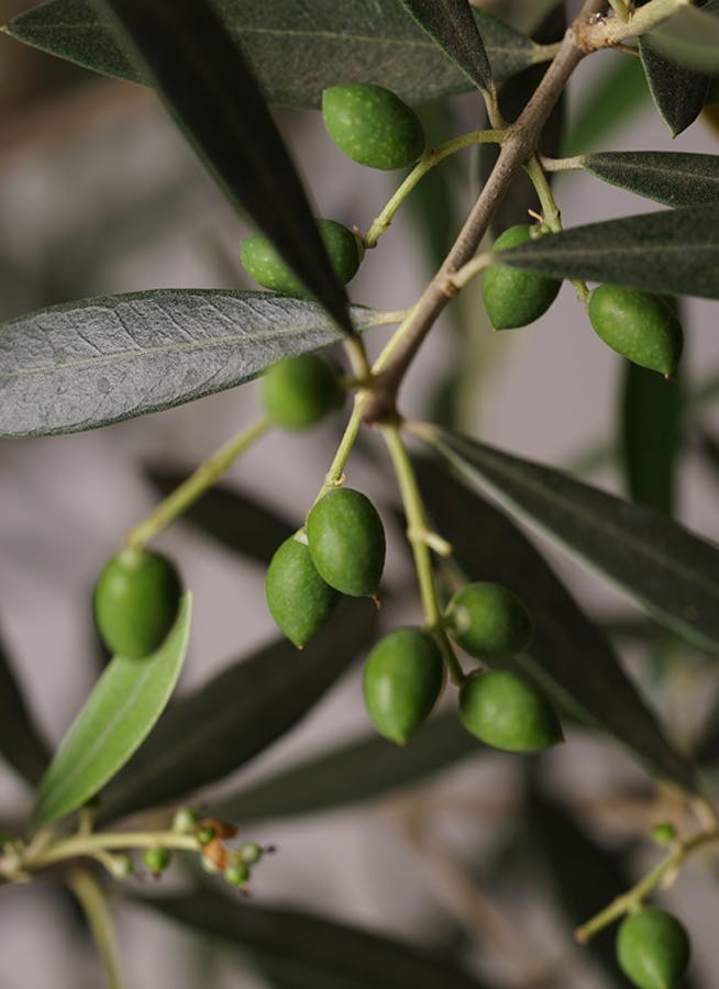 観葉植物 オリーブの木 10号 ピクアル ジュピター 黒 付き / 小倉園