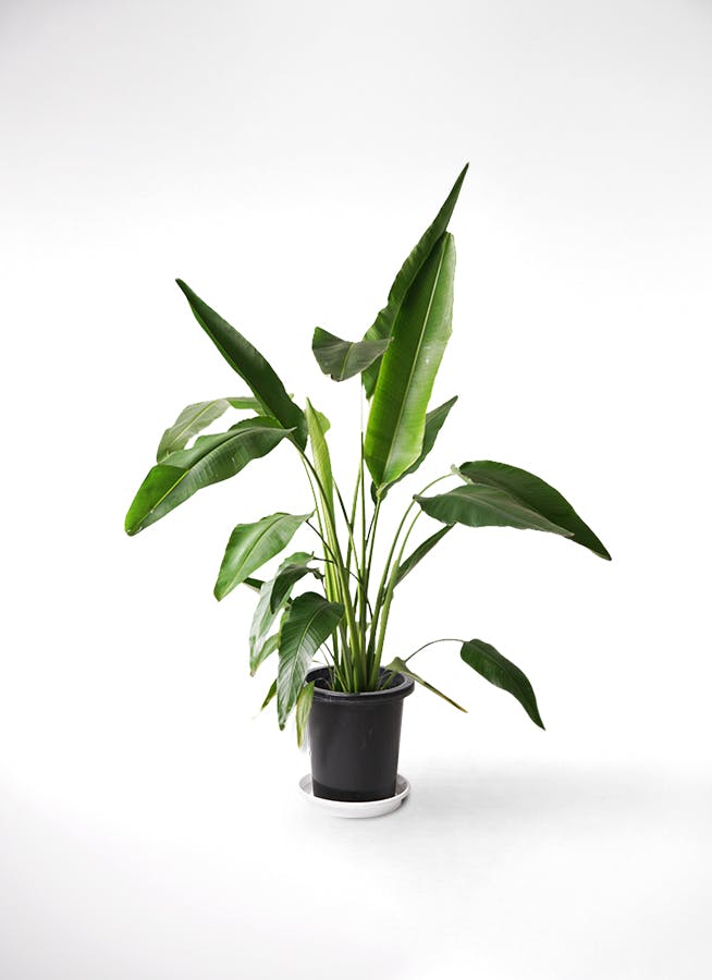 観葉植物 旅人の木 8号 プラスチック鉢 | 観葉植物ならHitoHana(ひとはな)