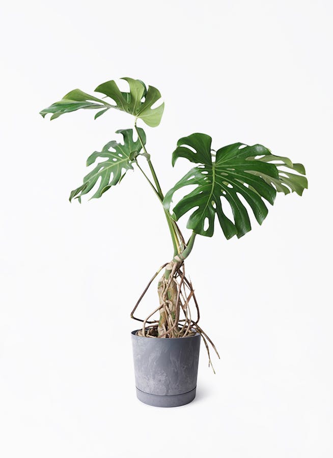 8号サイズの観葉植物 | 通販専門店 HitoHana（ひとはな）