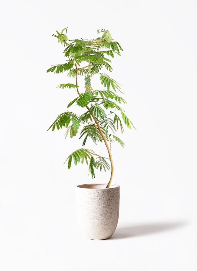 観葉植物ならHitoHana(ひとはな)