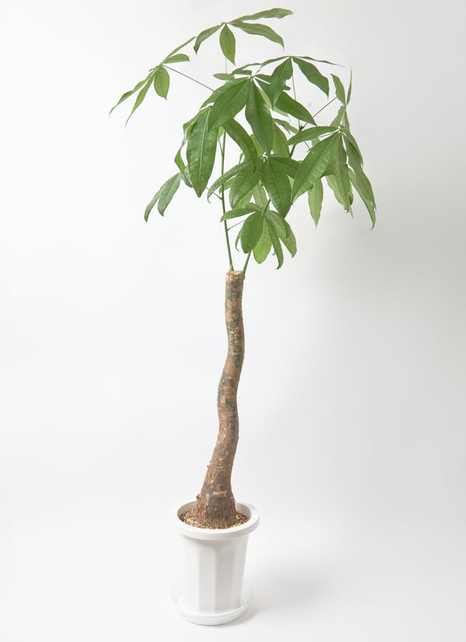 観葉植物 パキラ 8号 曲り プラスチック鉢 | 観葉植物ならHitoHana