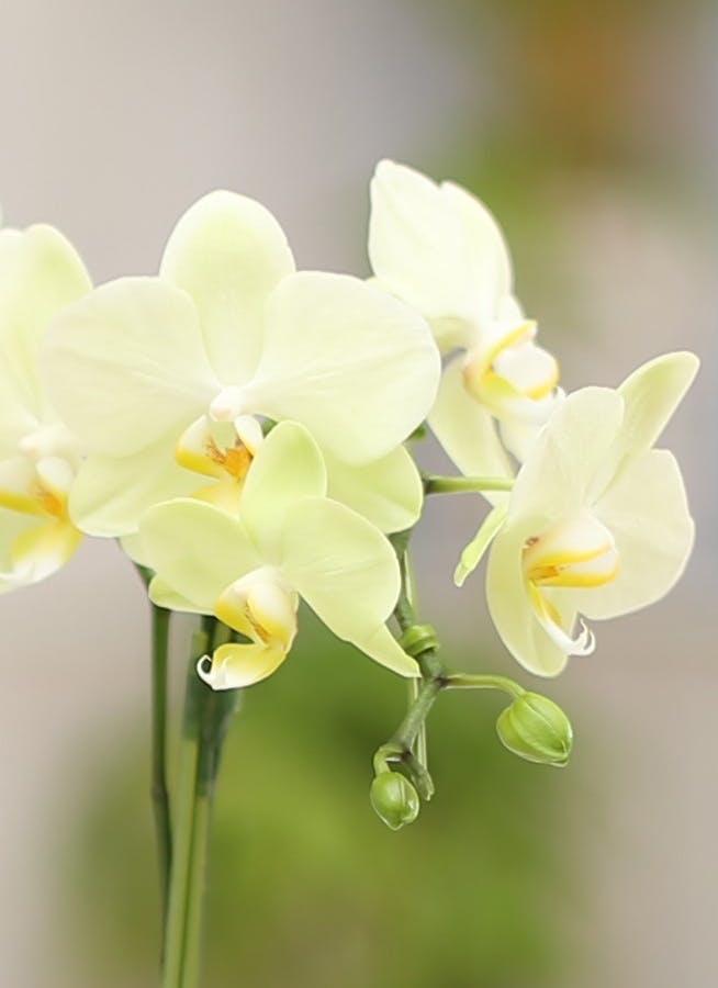 ミディ胡蝶蘭 黄色 2本立ち ゴールドクラック鉢付き | 胡蝶蘭なら