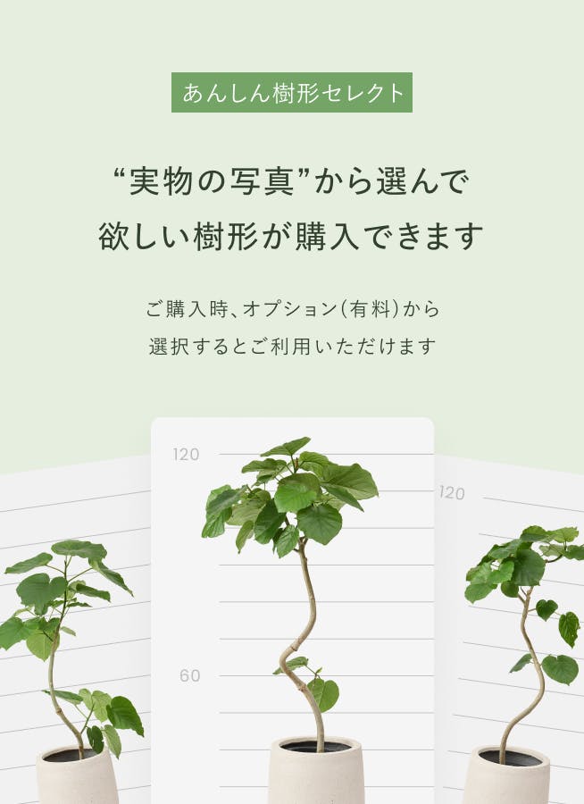 観葉植物 フィカス ベンガレンシス 10号 ストレート プラスチック鉢