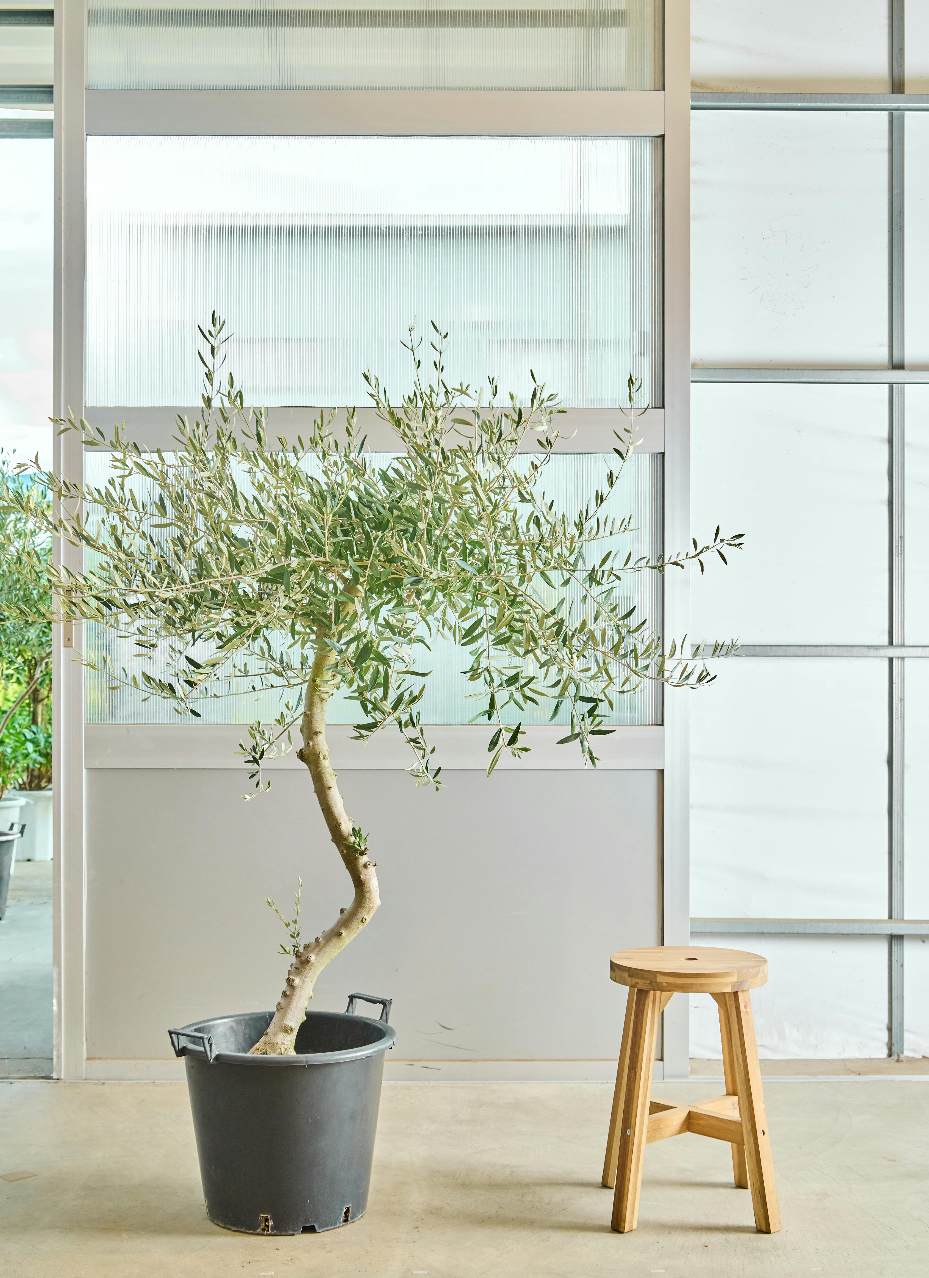 オリーブの木 創樹 | 観葉植物通販HitoHana(ひとはな)