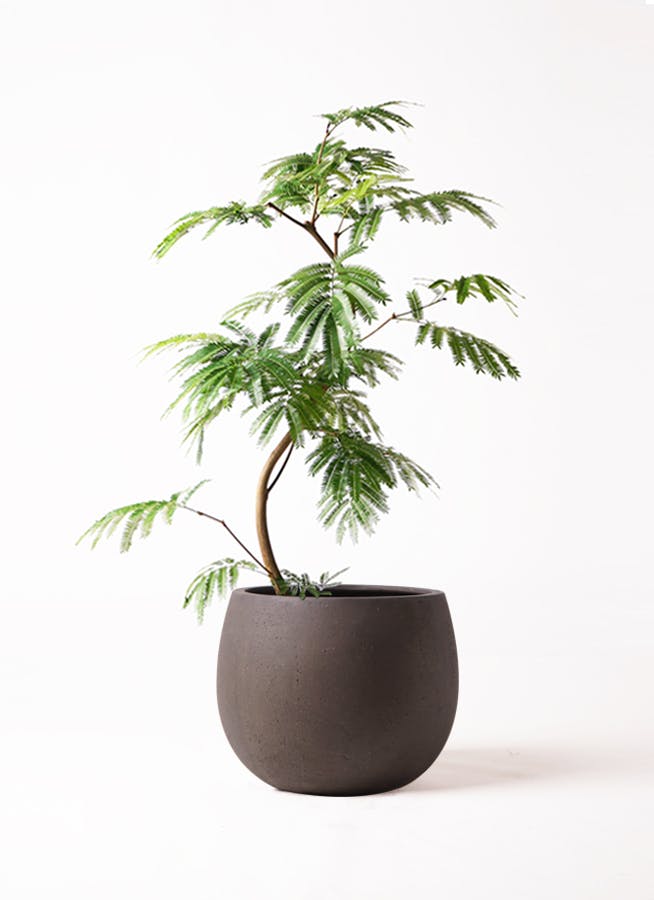 エバーフレッシュ 8号 | 観葉植物 | インテリアやギフトに - Hitohana