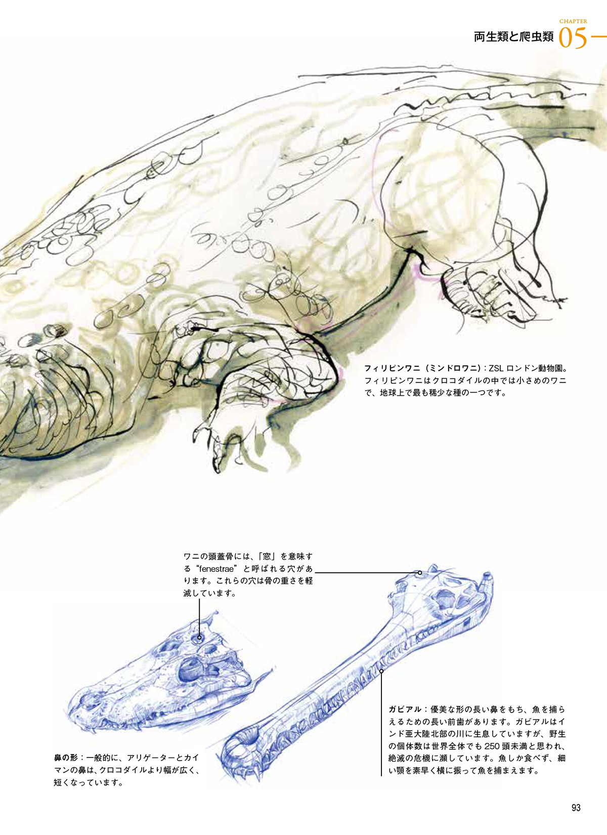ちょこっと立ち読み_野生動物の描き方 | ホビージャパンの技法書