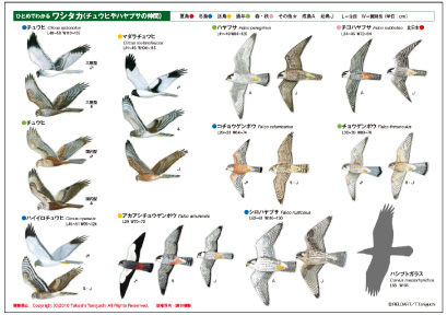 ひとめでわかるワシタカ識別シート（2枚組）」在庫限りです！: 営業日