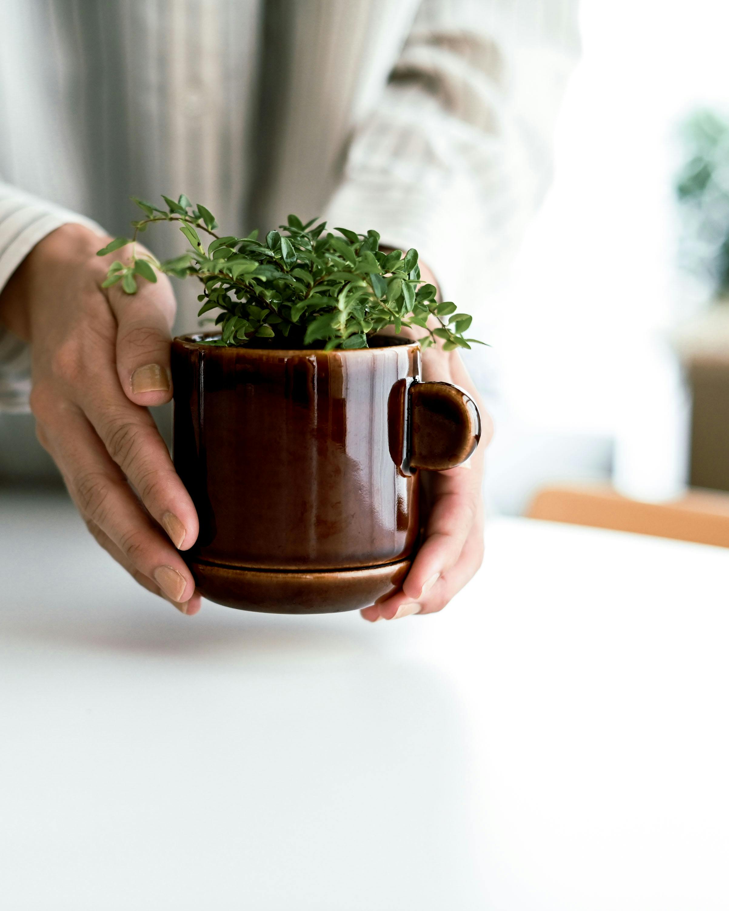 グリーンひとつから広がる暮らし」陶器の植木鉢（受け皿付き）/ 2.5号