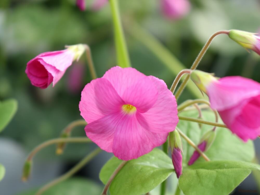オキザリスの花言葉｜花の種類や開花時期、見頃の季節は？ | HORTI by