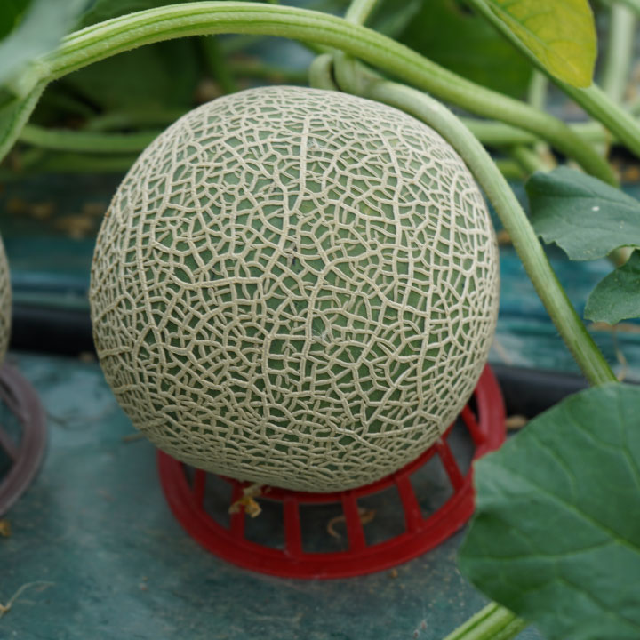 メロン - 富良野メロンの通販サイト｜富良野メロンなら中田農園