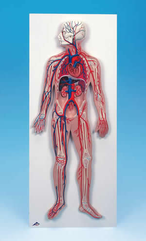 血管系1/2倍大模型｜血管模型