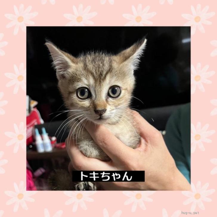 猫の里親募集】岐阜県・雑種・キュートすぎる❤️トキちゃん（ID:2407