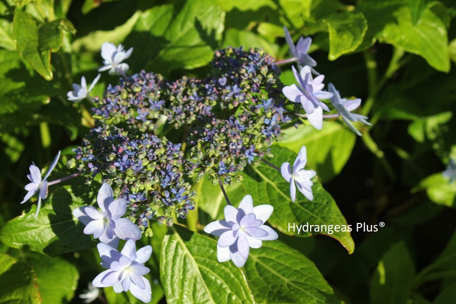 Hydrangea Macrophylla Izu No Hana – Hydrangeas Plus