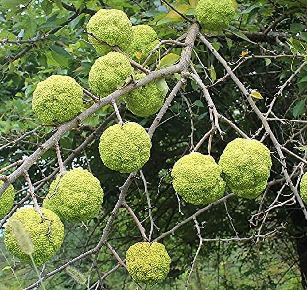 30 Fruit Bearing Hedge Apple Seeds, Osage Orange, Horse Apple