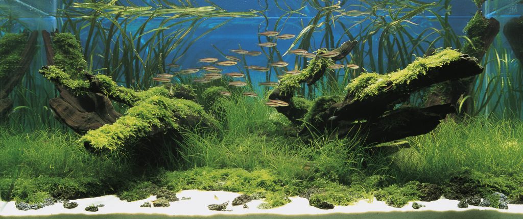 IAPLC | 世界最大の水草レイアウトのコンテスト