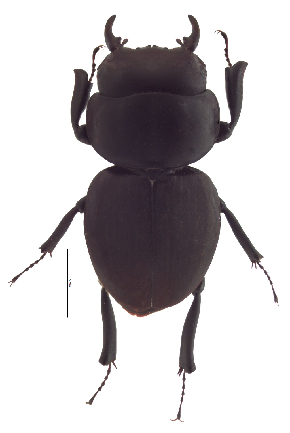 Apterocyclus honoluluensis | Hawaiian Scarabs