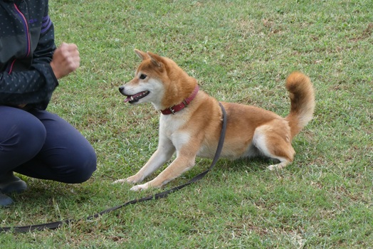 待ちきれない伏せ | 市原市犬のしつけ教室 ONLY WAN（オンリー・ワン）
