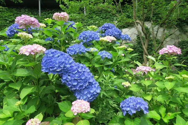 大阪府、兵庫県、奈良県の“紫陽花の名所”情報！(季節・暮らしの話題