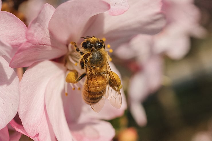 Olympus M.Zuiko Digital ED 30mm F3.5 Macro Review | PCMag