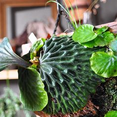 Discover 7 P.Madagascariense and platycerium ideas | cool plants