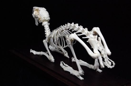 ウサギ 骨格標本 - 頭骨・骨格標本・剥製販売 【Core-Box】