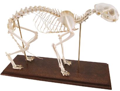 ネコの全身骨格標本