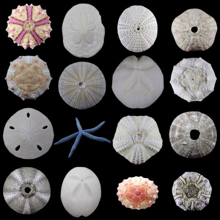 ティーダナガウニモドキ有棘標本ウニ殻