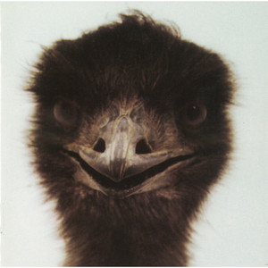 世界の娯楽 - Album by カステラ | Spotify