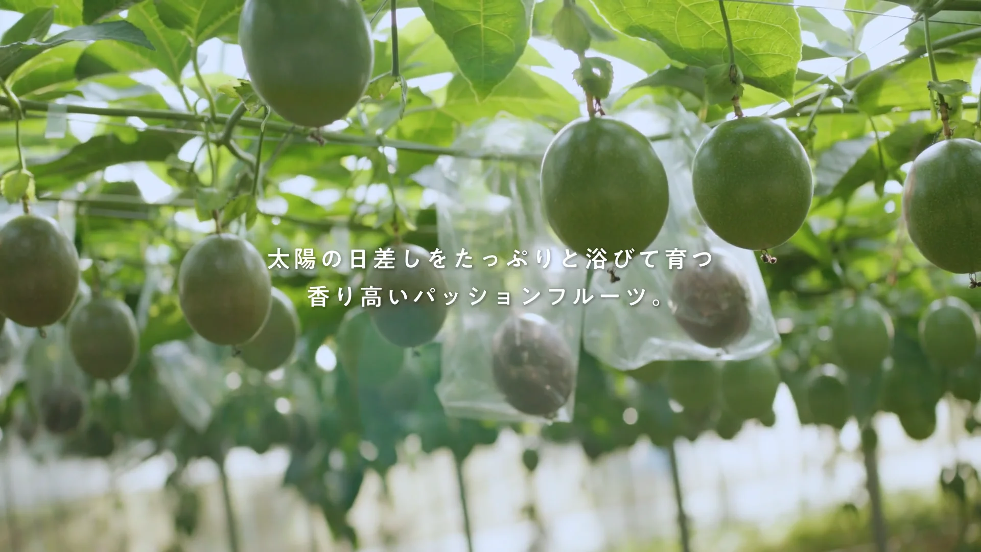 MOIST LINE（モイストライン）商品一覧 | IGNIS （イグニス）公式サイト