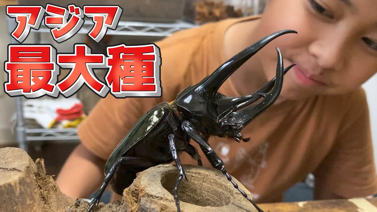 とにかくデカい！コーカサスオオカブト - YouTube