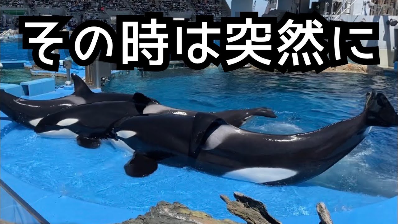 こんなのあるの⁉️3頭一緒に自主練(´⊙ω⊙`) ステラ・リン・アース