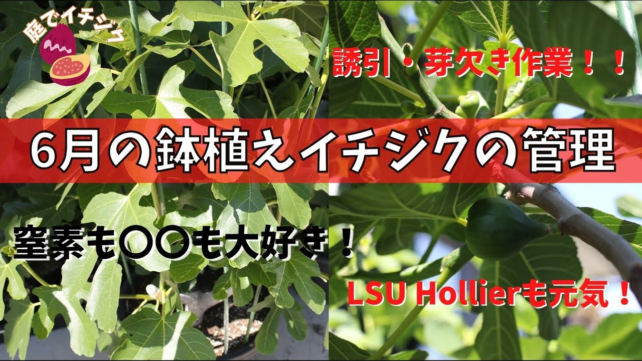 Fig] This is a video of how to care for potted figs in June. I