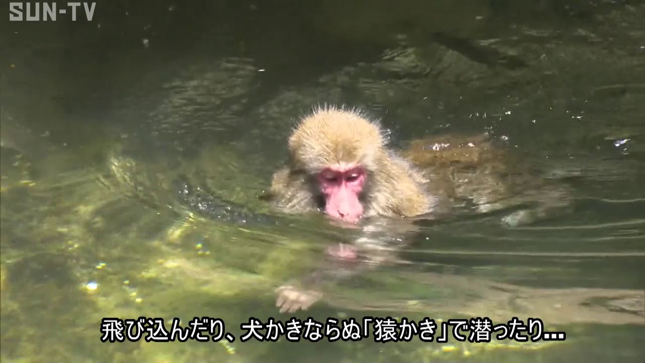 佐用町で「おさるのプール」 水浴びを楽しむ - YouTube