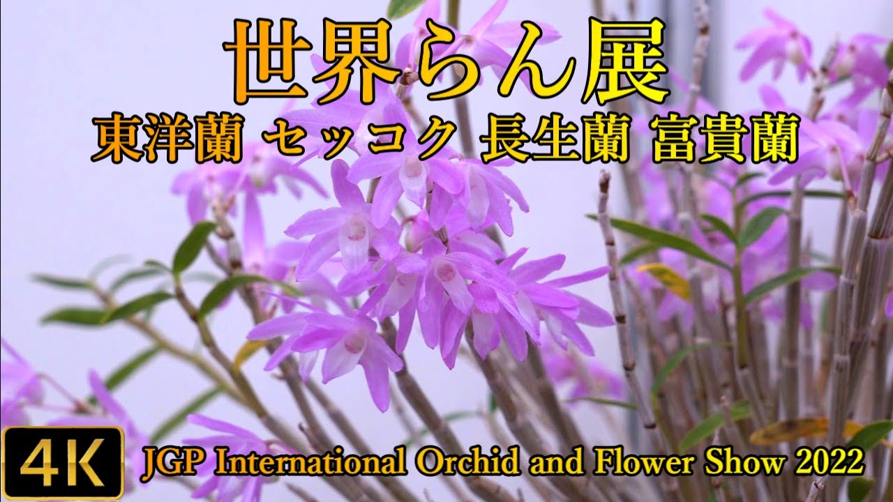 東洋蘭、セッコク、長生蘭、富貴蘭 世界らん展2022 Oriental Cymbidium