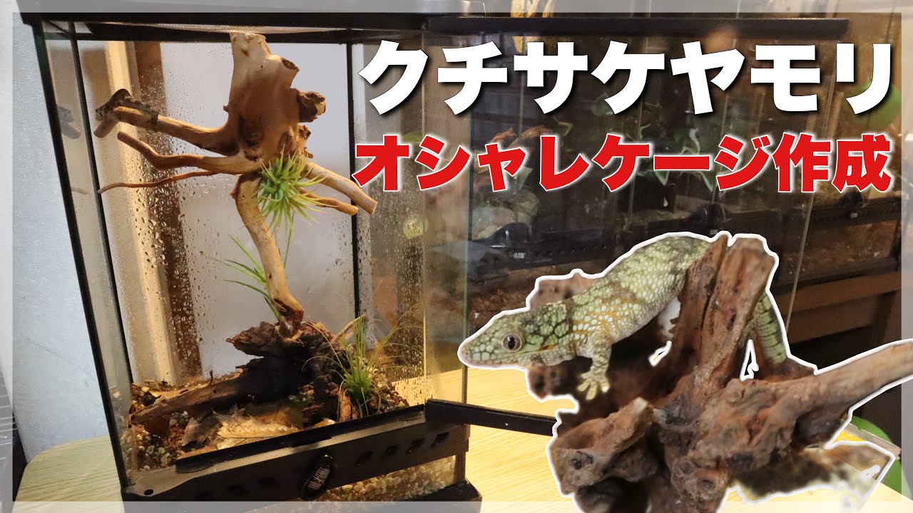 口が裂けた奇妙なヤモリへレイアウトケージをプレゼントしました
