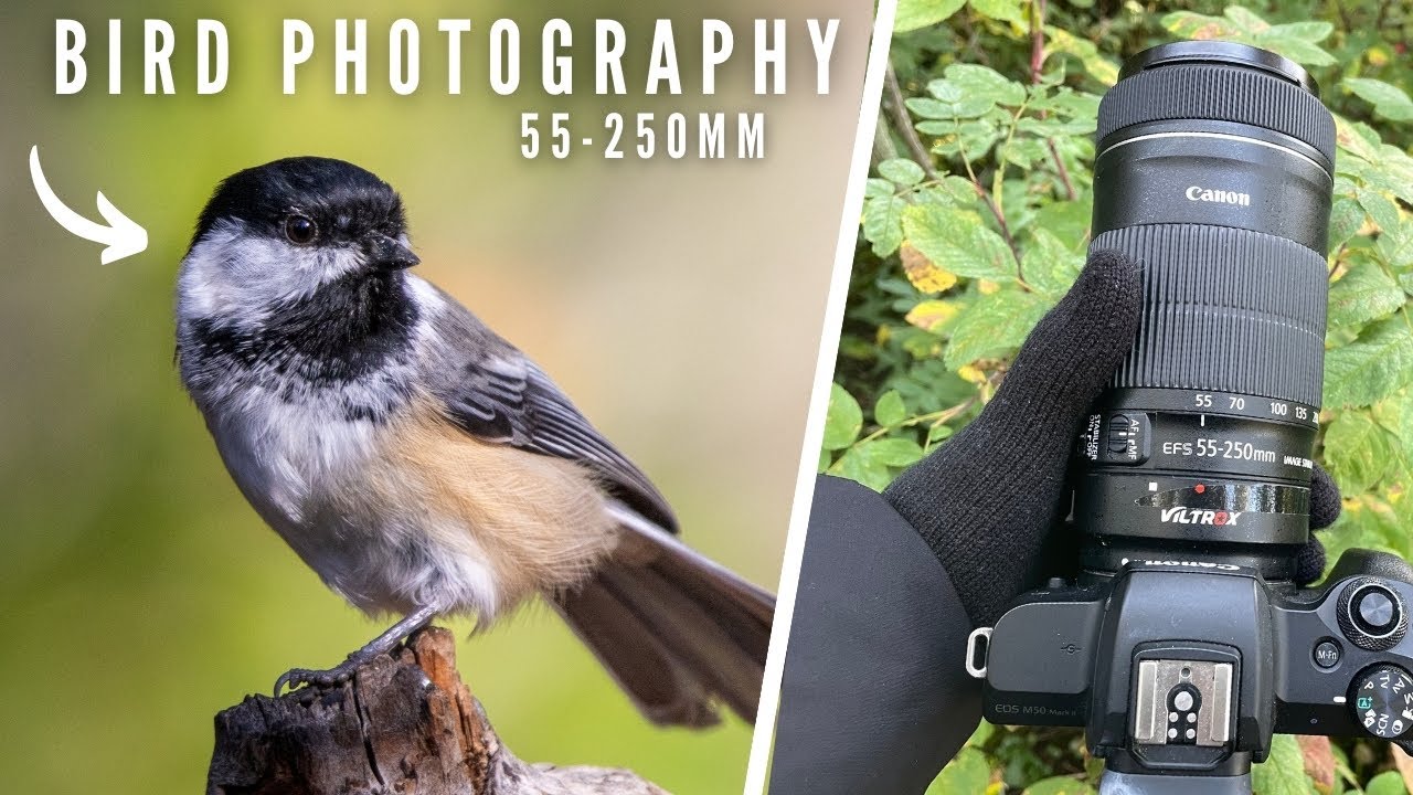 Forest Bird Photography - Canon EF-S 55-250mm Lens | Photo Walk