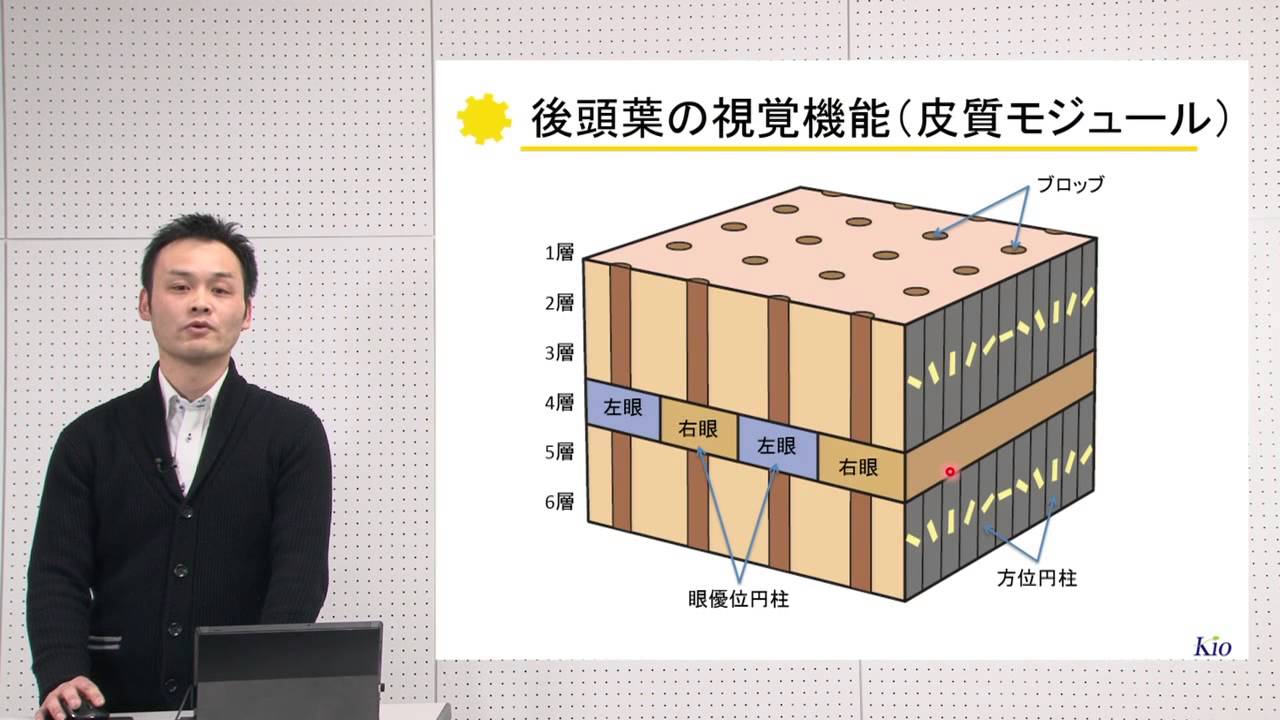 10分でわかる脳の構造と機能vol.4「後頭葉・側頭葉」‐畿央大学ニューロ