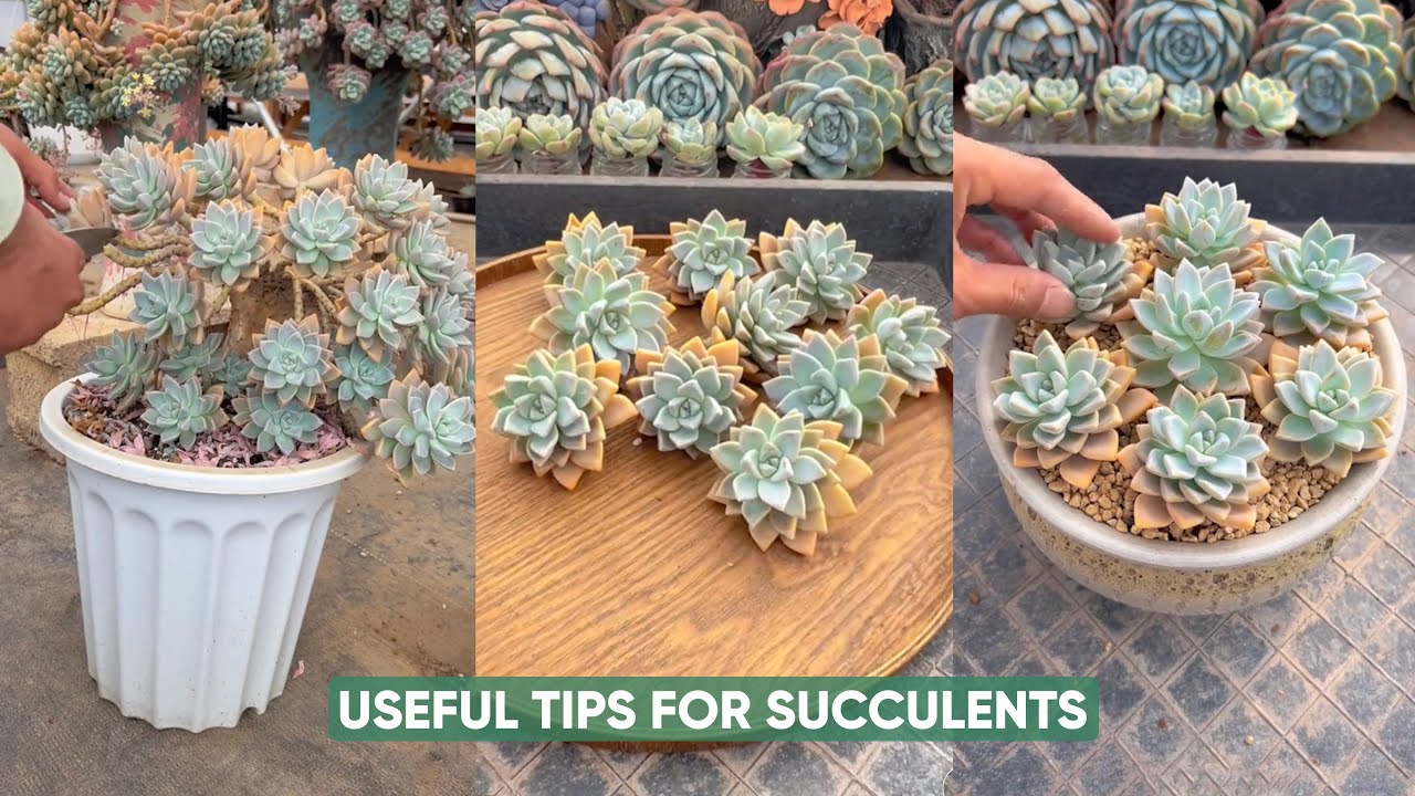 EASY Succulent Plants Care for BEGINNERS in Your Garden! | 다육이