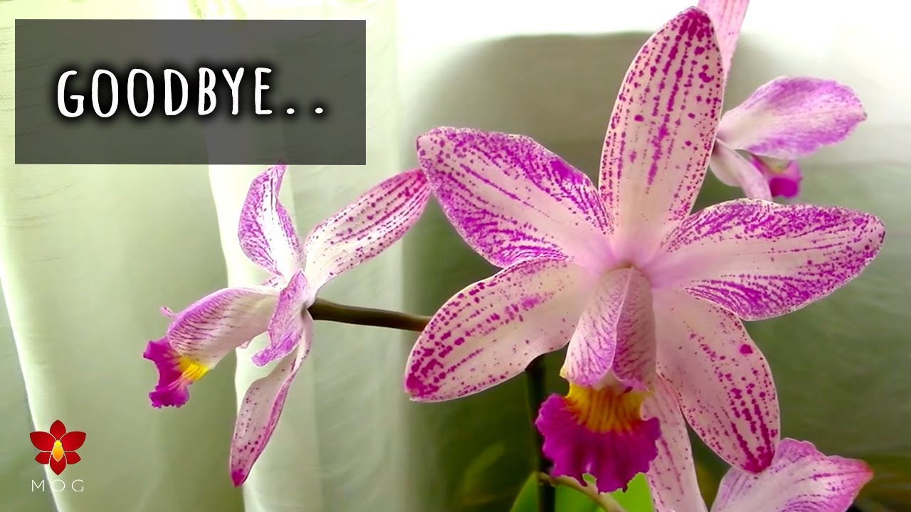 I lost a Limited Edition Orchid 😭 - Rare Orchids I will (probably
