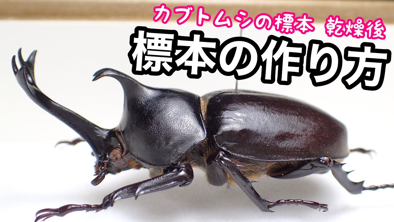 カブトムシ 標本の作り方 後編 乾燥後の管理方法【クワガタ飼育