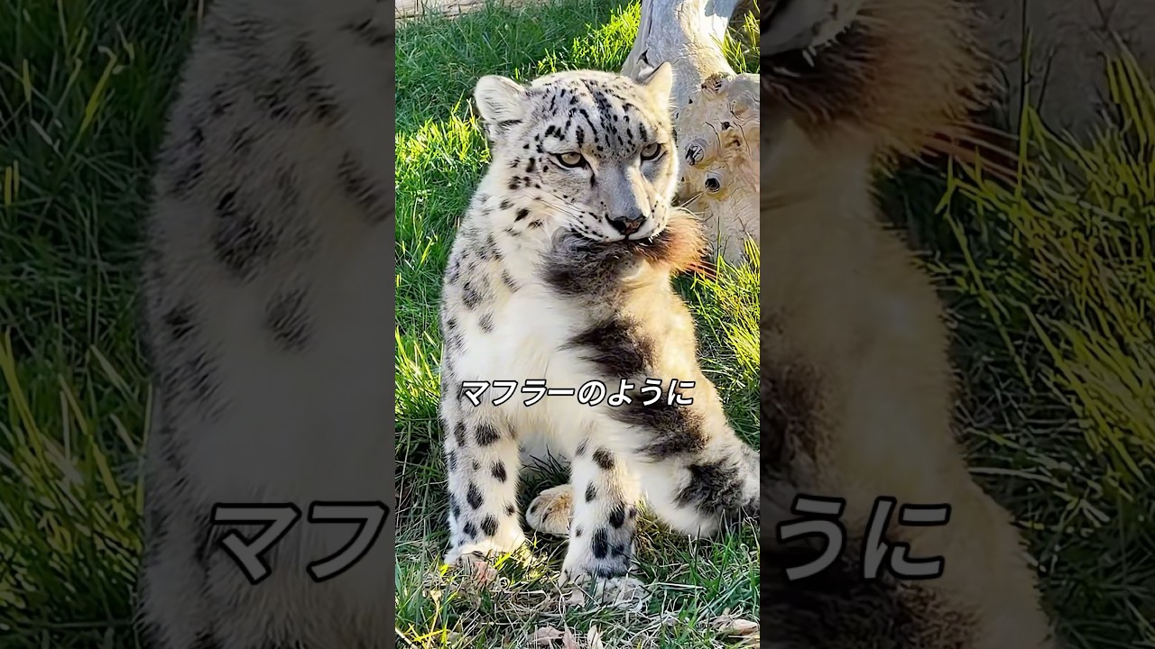 How snow leopards use their tails - YouTube