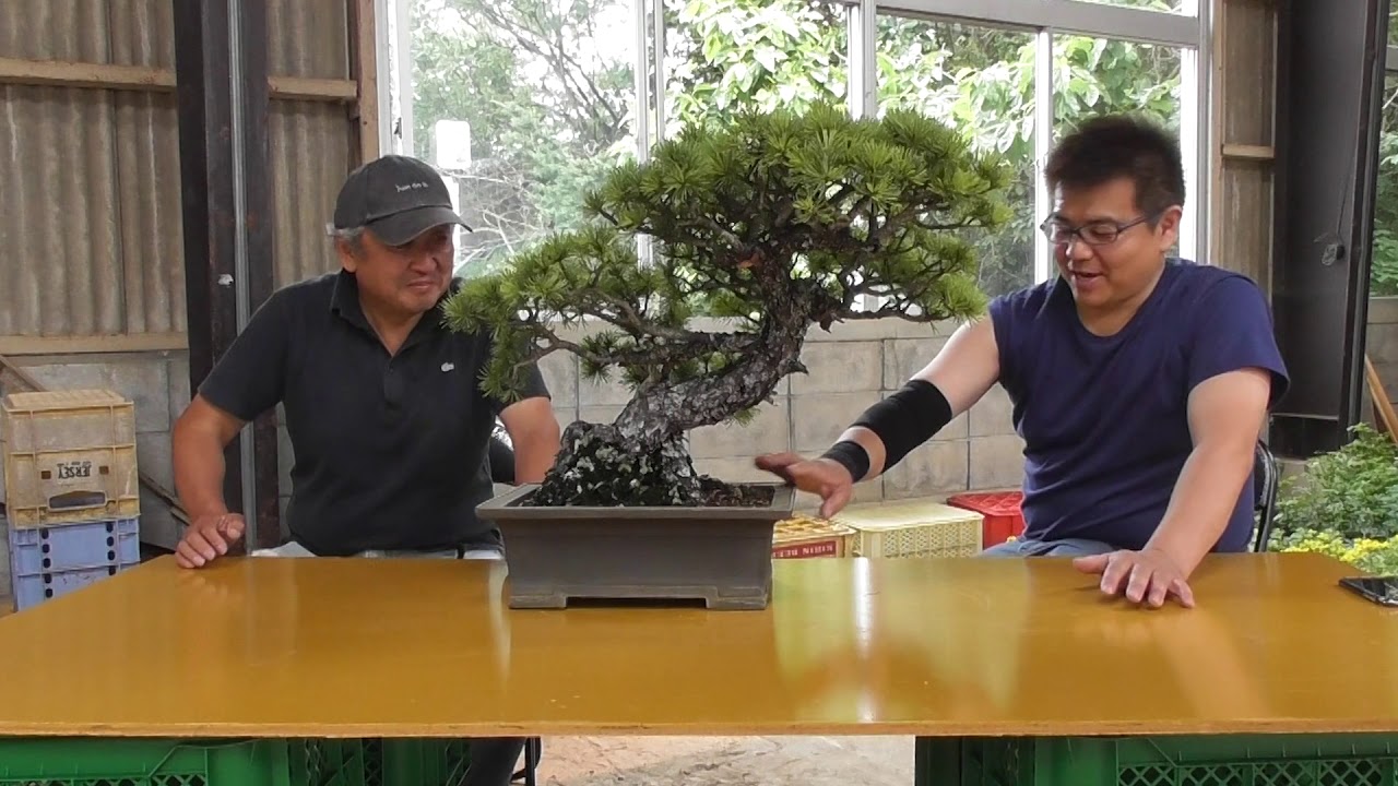 北盆】古木の五葉松の改作vol.1 - YouTube